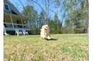Maltipoo Pup Being Cute