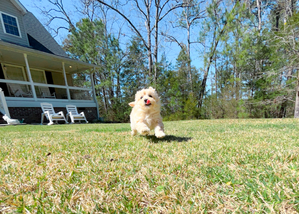 Maltipoo Pup Being Cute