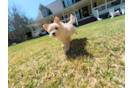 Maltipoo Puppy for Adoption