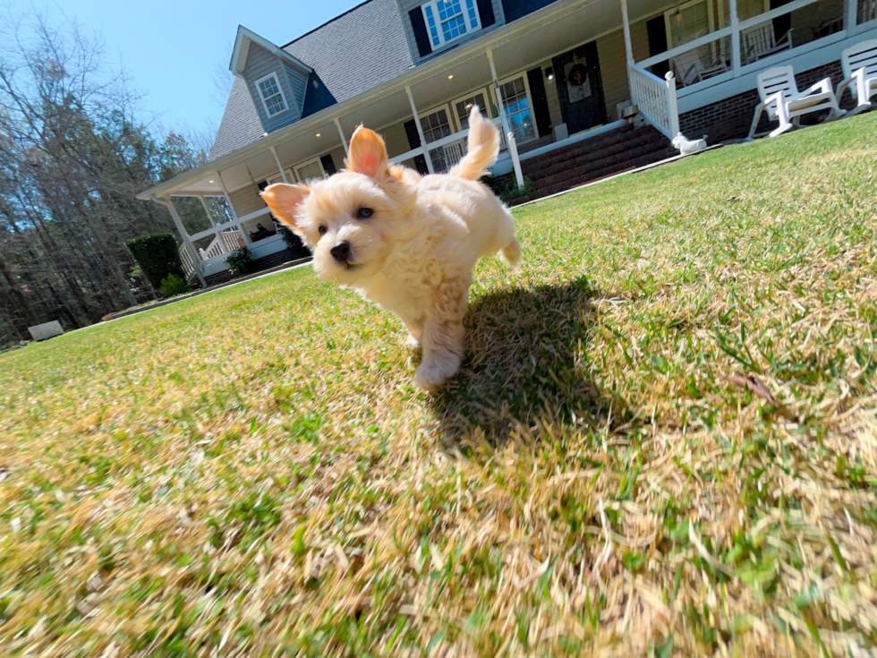 Maltipoo Puppy for Adoption