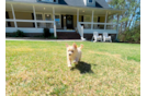 Maltipoo Puppy for Adoption