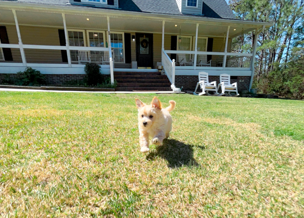 Maltipoo Puppy for Adoption