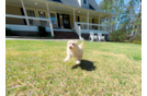 Cute Maltipoo Poodle Mix Pup