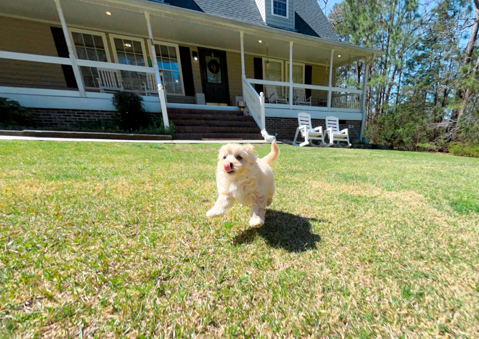 Cute Maltipoo Poodle Mix Pup