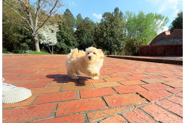 Cute Malt a Poo Poodle Mix Puppy