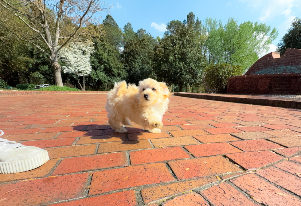 Cute Malt a Poo Poodle Mix Puppy