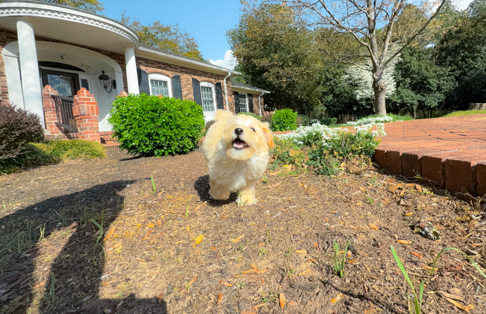 Cute Maltipoo Poodle Mix Pup