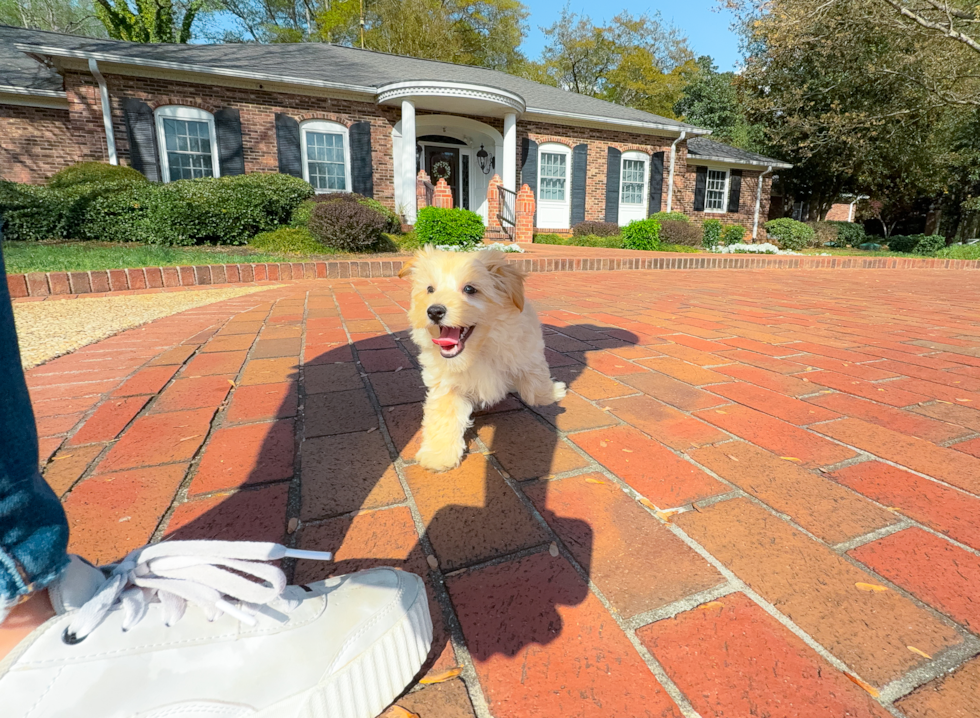 Maltipoo Puppy for Adoption