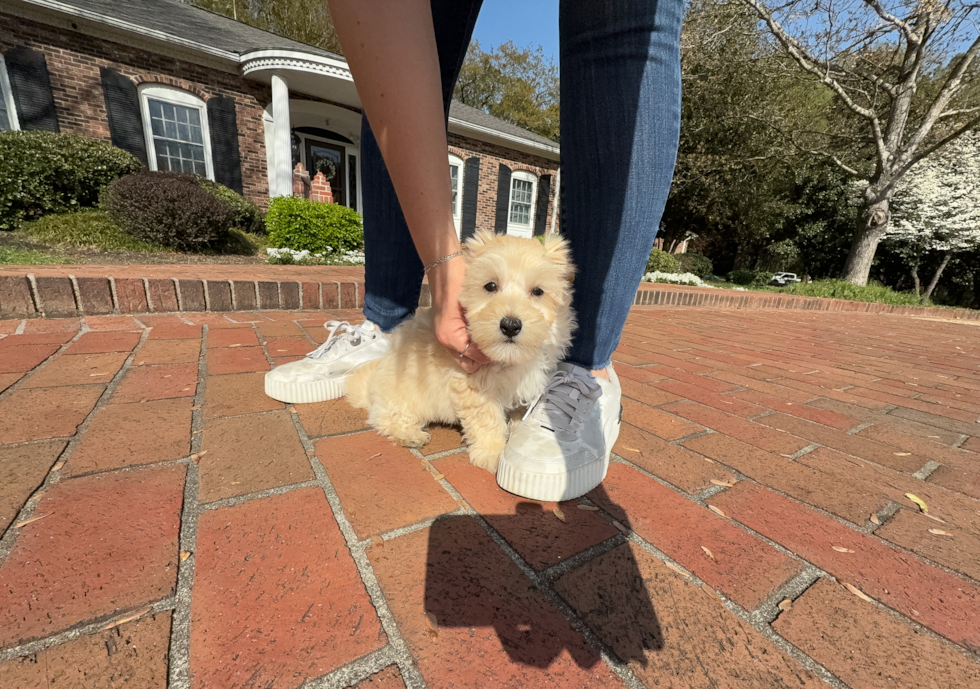 Cute Malt a Poo Poodle Mix Puppy