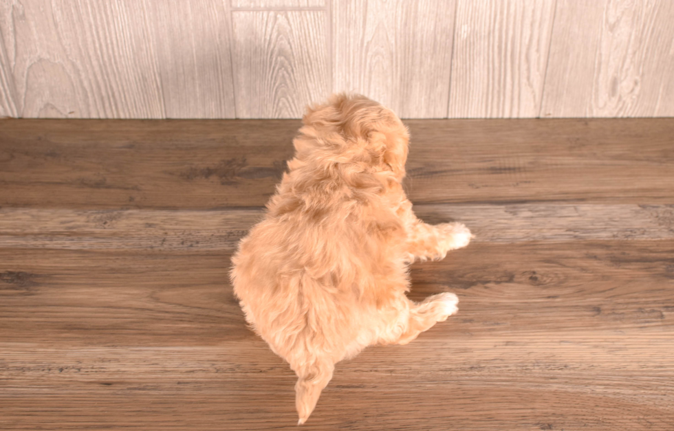 Maltipoo Pup Being Cute