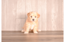 Cute Malt a Poo Poodle Mix Puppy