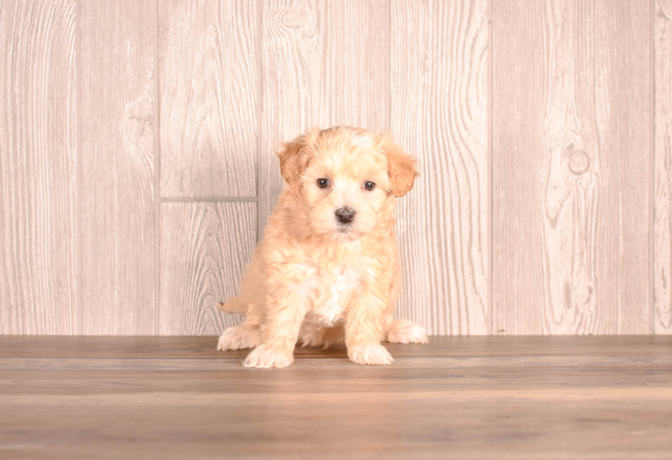 Cute Malt a Poo Poodle Mix Puppy