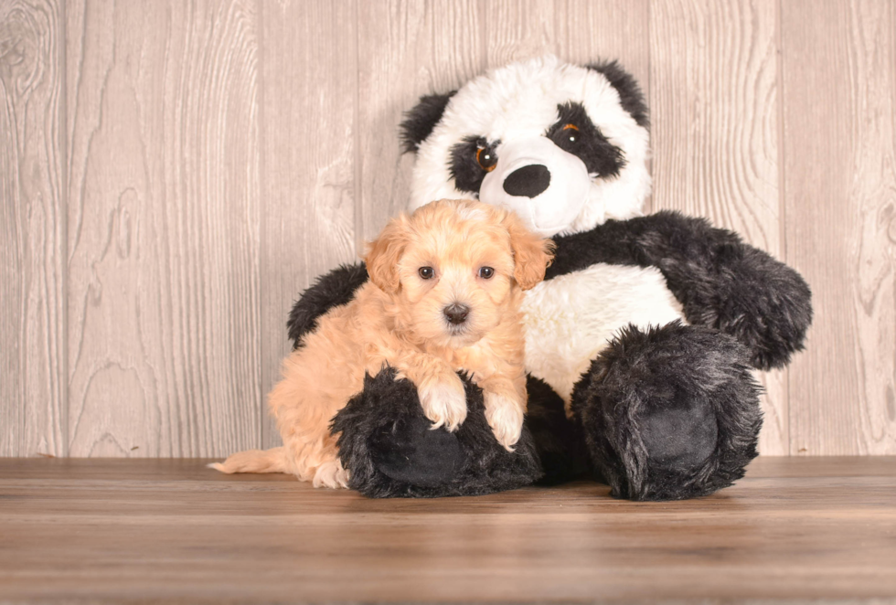 Maltipoo Pup Being Cute