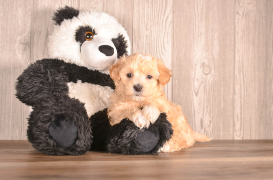 Maltipoo Puppy for Adoption