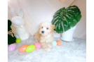 Maltipoo Puppy for Adoption