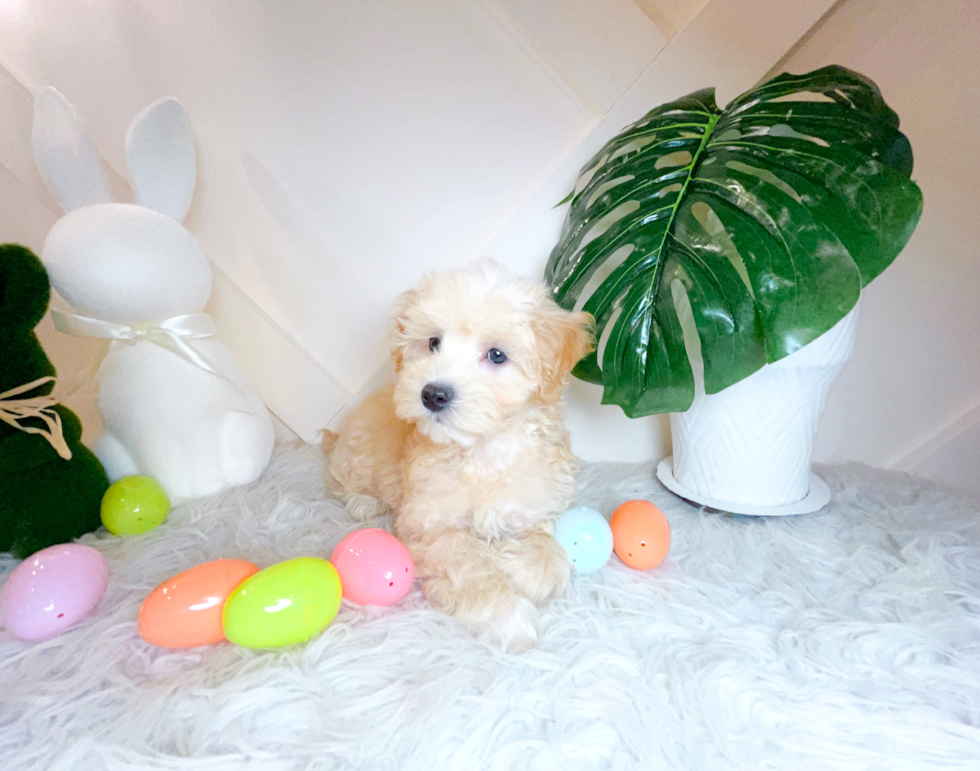 Maltipoo Puppy for Adoption