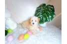 Best Maltipoo Baby