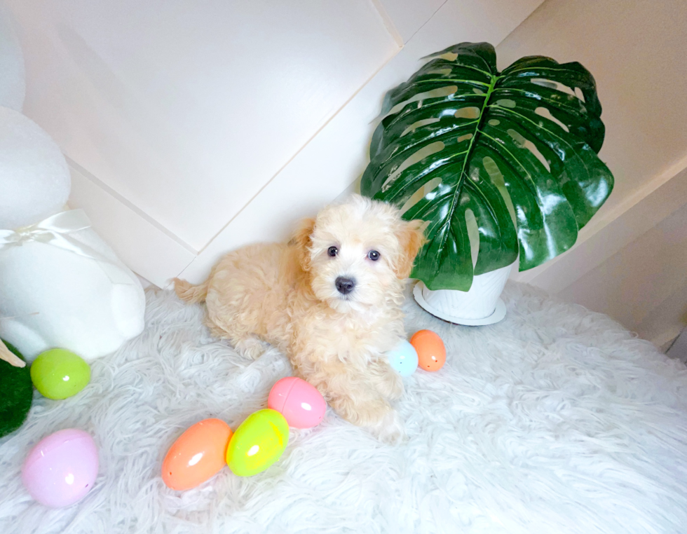 Best Maltipoo Baby