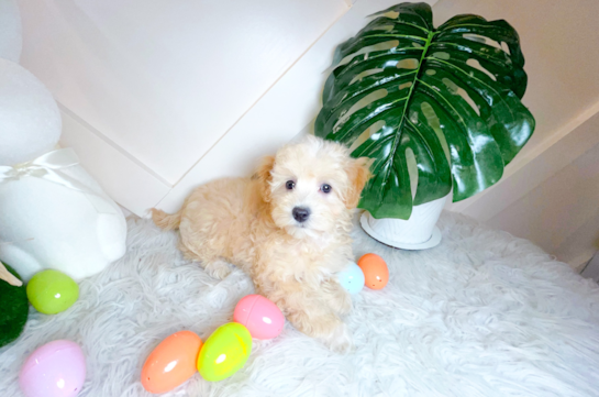 Best Maltipoo Baby