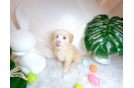 Best Maltipoo Baby