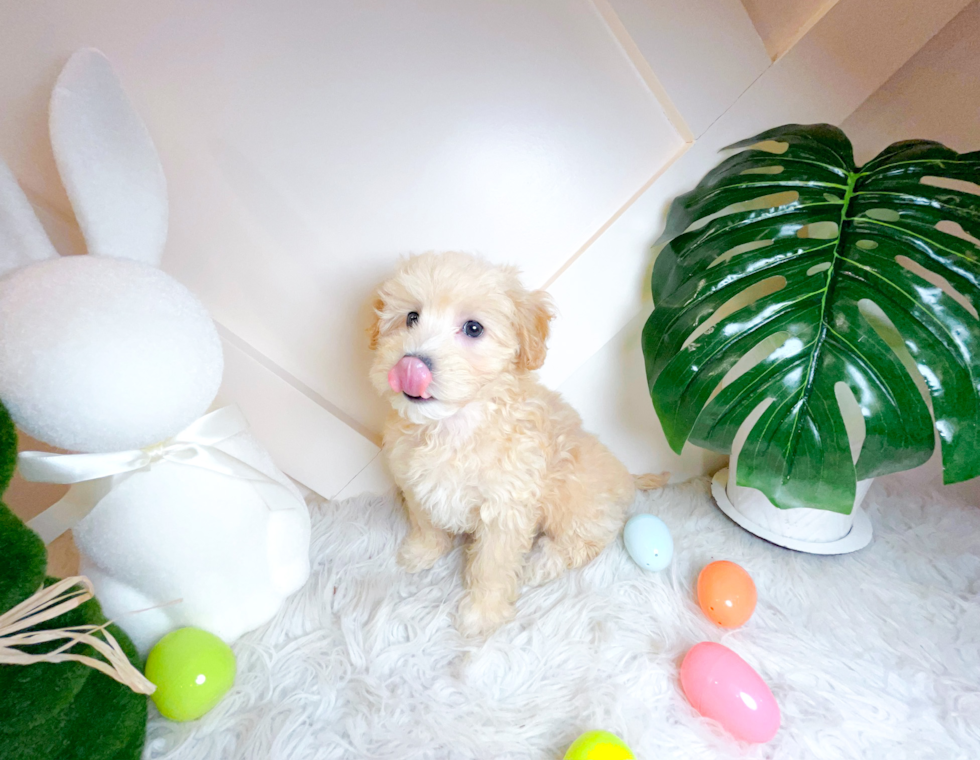 Best Maltipoo Baby