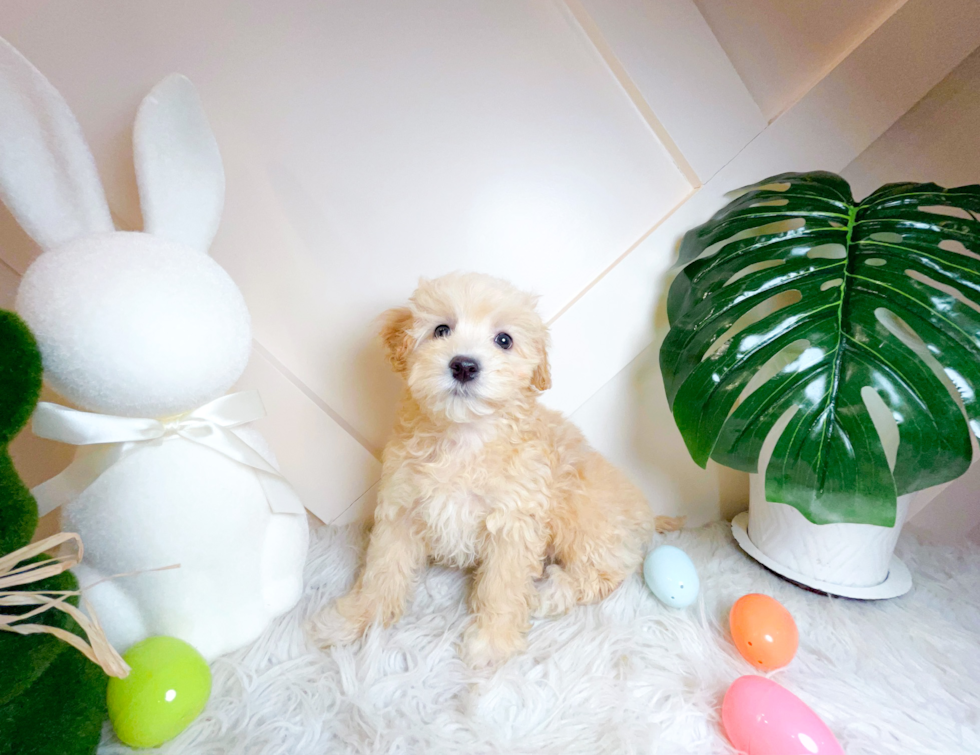 Maltipoo Pup Being Cute