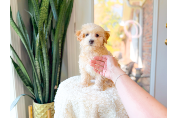 Cute Maltipoo Baby