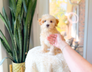 11 week old Maltipoo Puppy For Sale - Simply Southern Pups