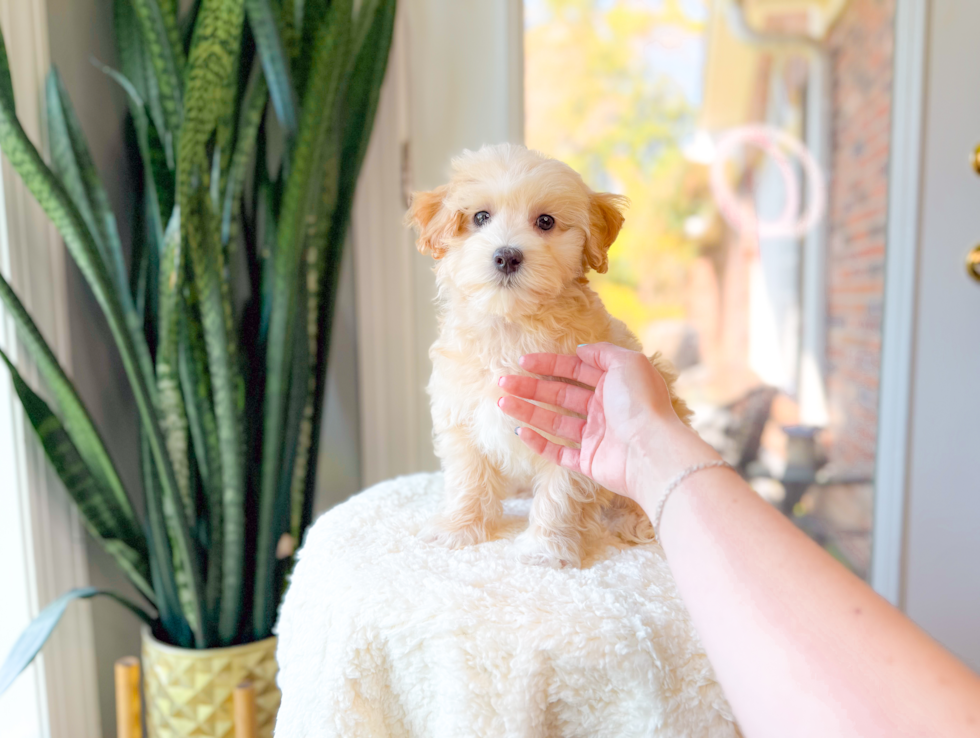 Cute Maltipoo Baby