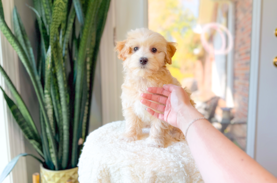 Cute Maltipoo Baby