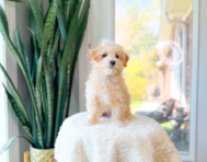 11 week old Maltipoo Puppy For Sale - Simply Southern Pups