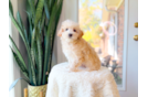 Cute Maltipoo Poodle Mix Pup