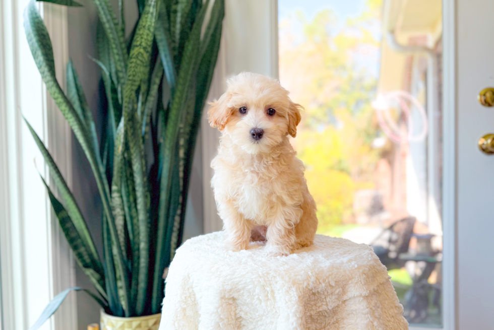 Cute Maltipoo Baby
