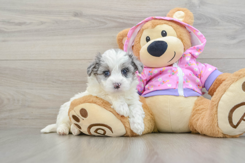 6 week old Maltipoo Puppy For Sale - Simply Southern Pups