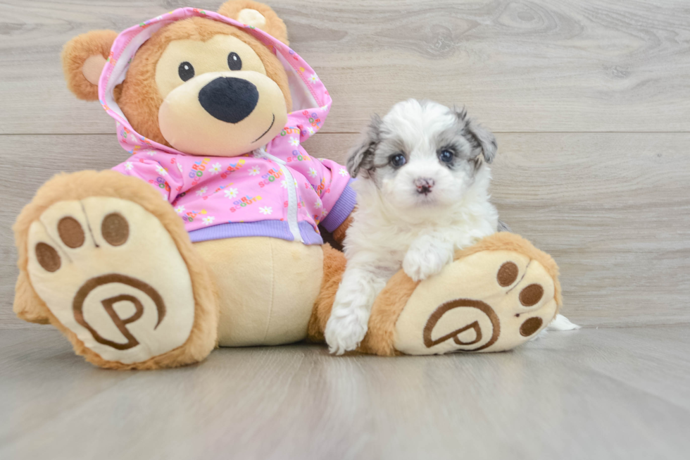 Sweet Maltipoo Baby