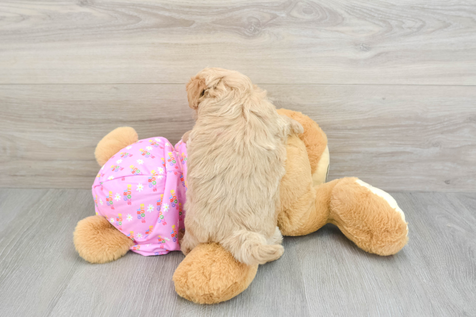 Maltipoo Pup Being Cute