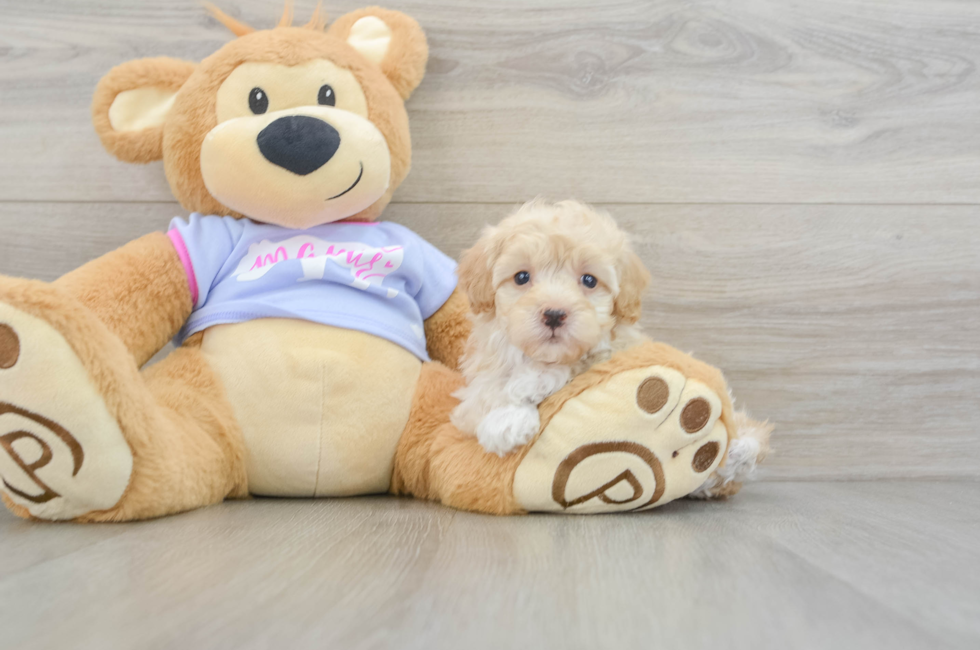 8 week old Maltipoo Puppy For Sale - Simply Southern Pups