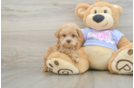 Sweet Maltipoo Baby