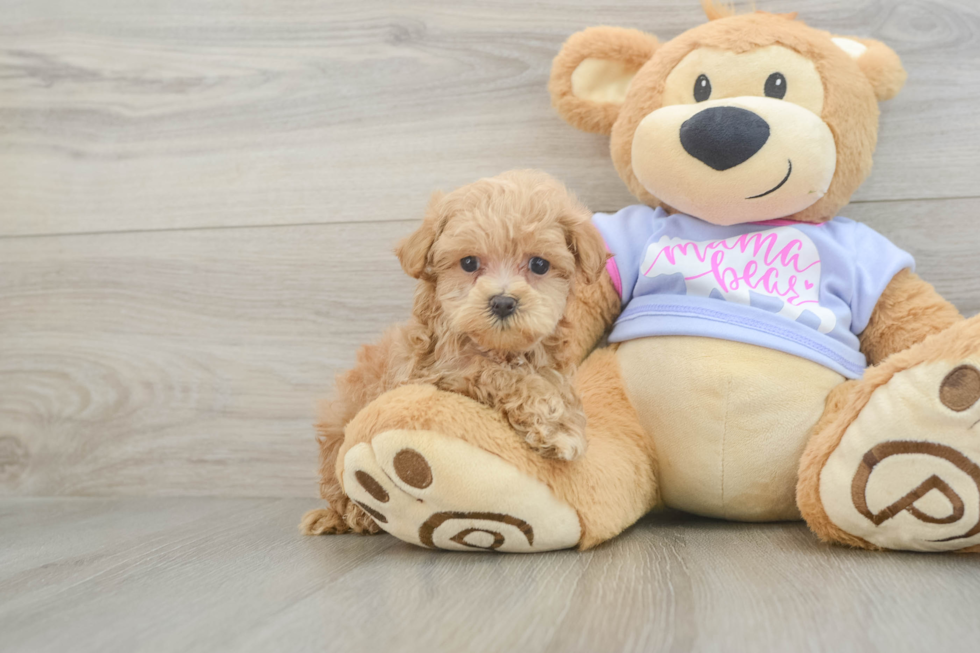 Sweet Maltipoo Baby