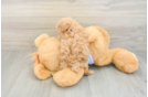 Best Maltipoo Baby