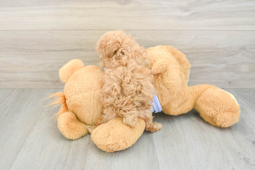 Best Maltipoo Baby