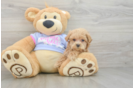 Maltipoo Puppy for Adoption