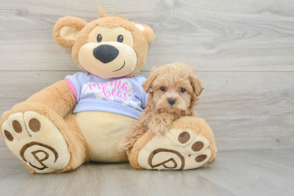 Maltipoo Puppy for Adoption