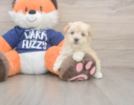 8 week old Maltipoo Puppy For Sale - Simply Southern Pups