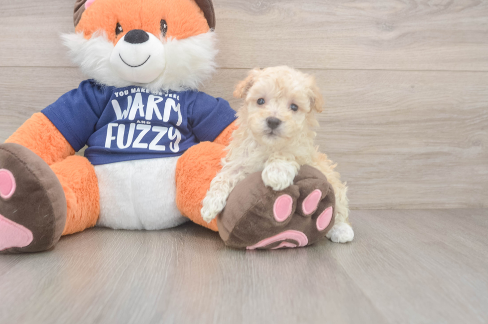 7 week old Maltipoo Puppy For Sale - Simply Southern Pups