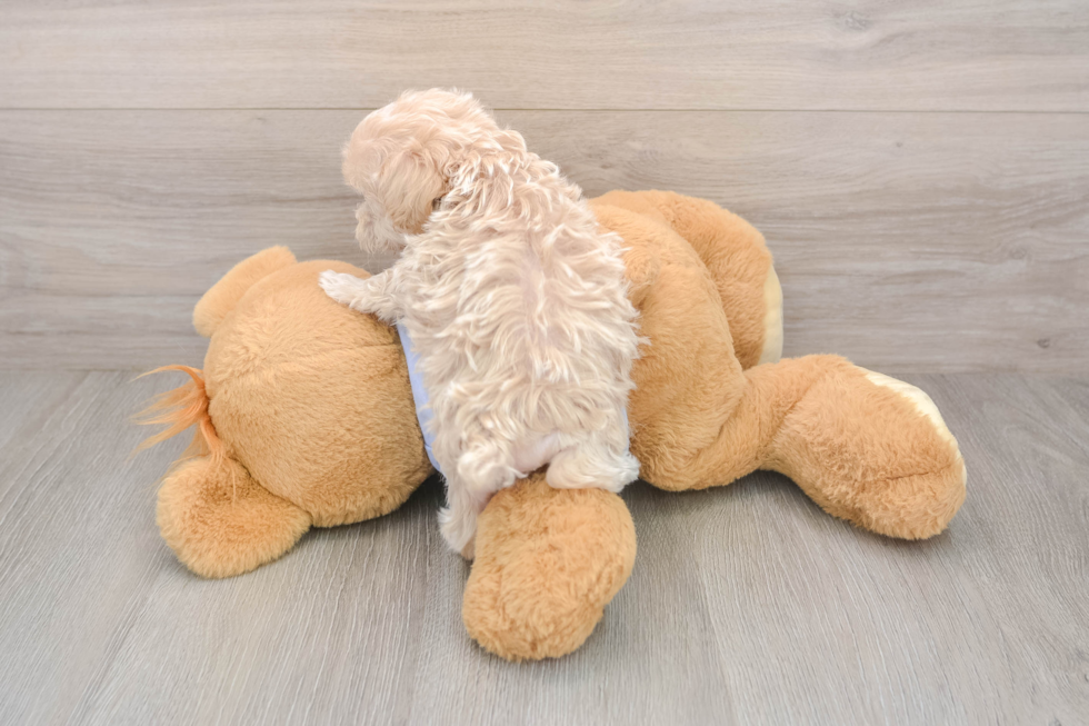 Maltipoo Pup Being Cute