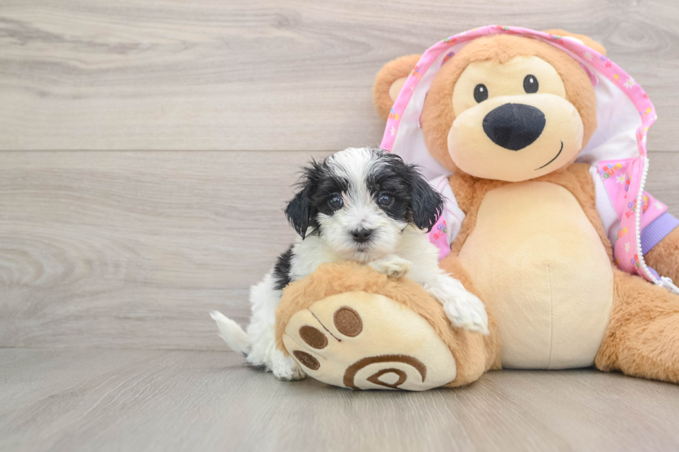 Little Maltese Poodle Poodle Mix Puppy