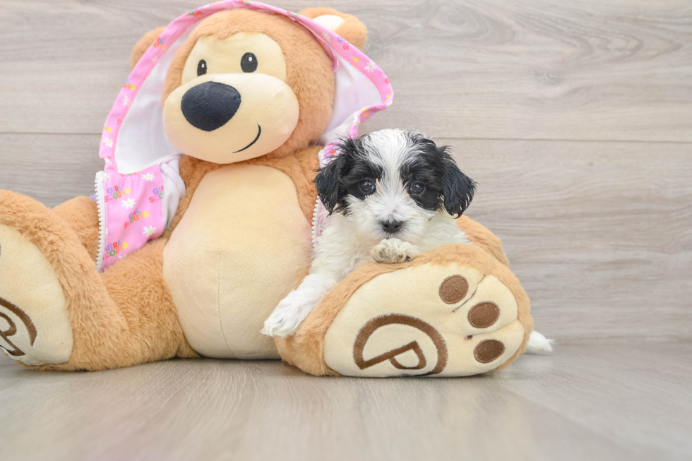 Maltipoo Puppy for Adoption