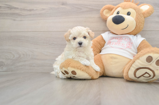 Maltipoo Puppy for Adoption