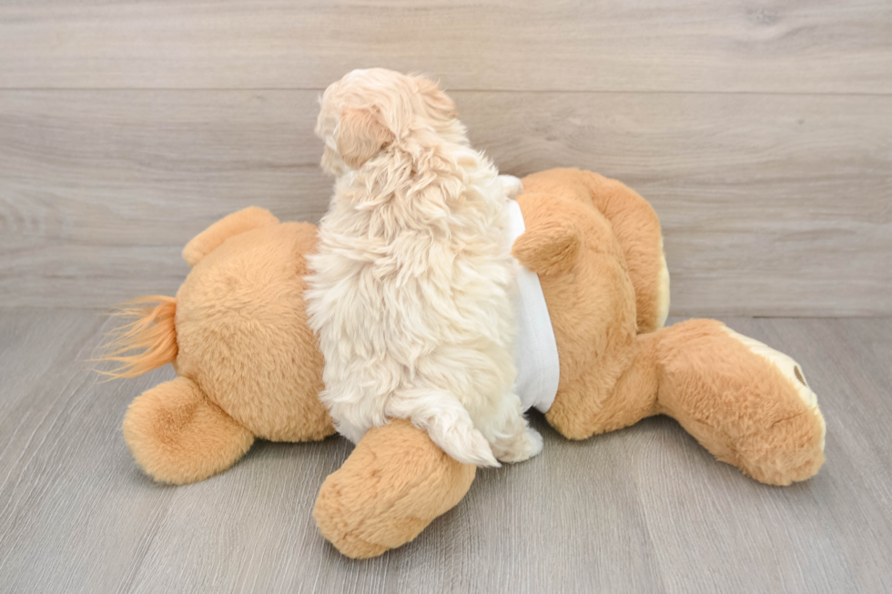 Small Maltipoo Baby